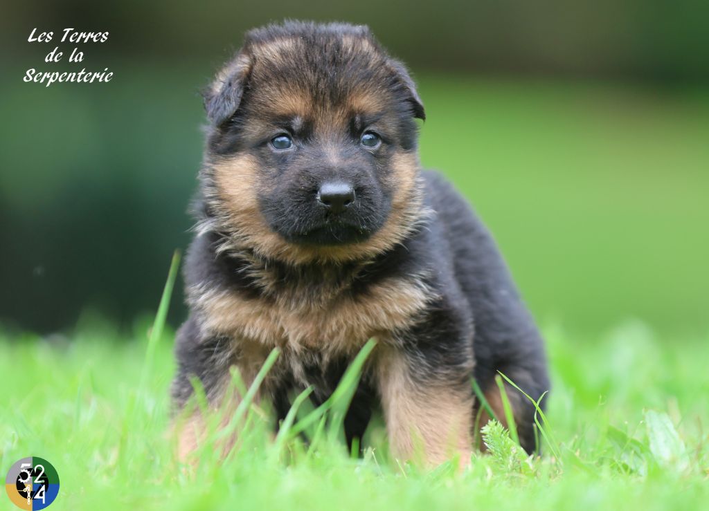 Des terres de la serpenterie - Chiot disponible  - Berger Allemand