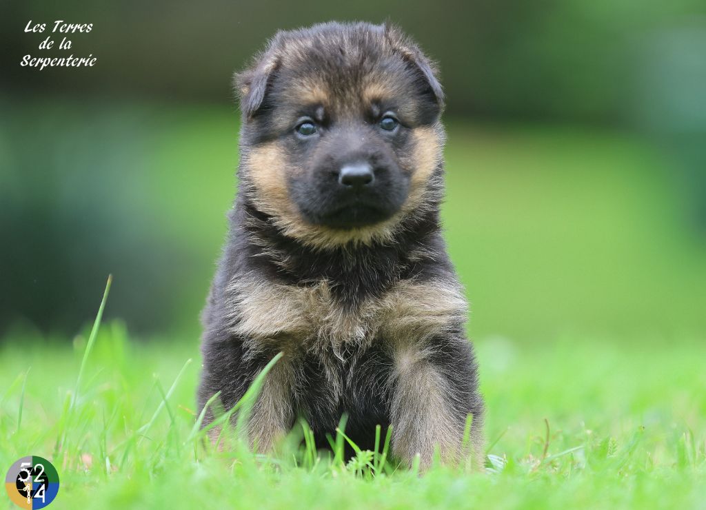 Des terres de la serpenterie - Chiot disponible  - Berger Allemand