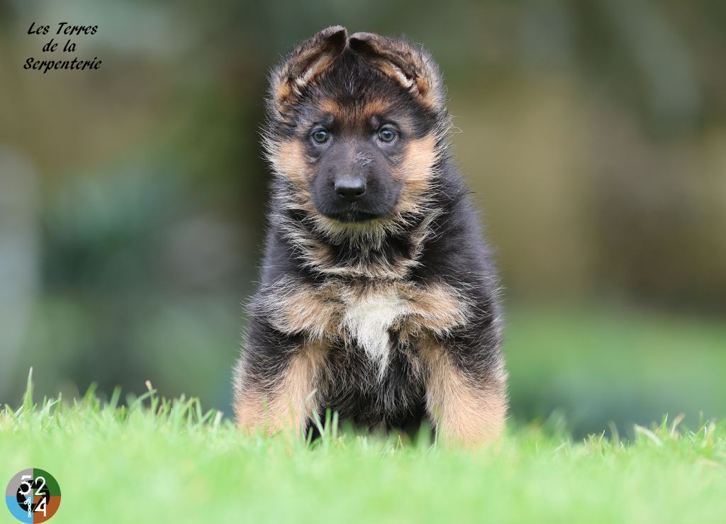 Des terres de la serpenterie - Chiot disponible  - Berger Allemand