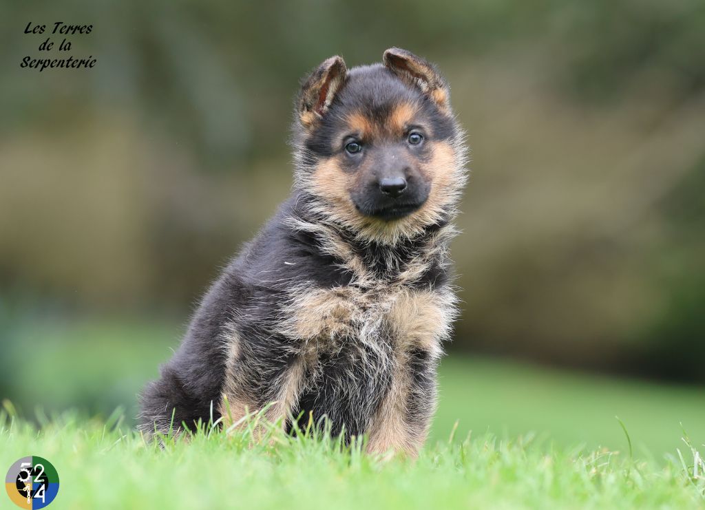 Des terres de la serpenterie - Chiot disponible  - Berger Allemand