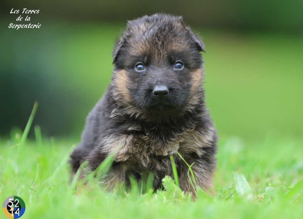 Des terres de la serpenterie - Chiot disponible  - Berger Allemand