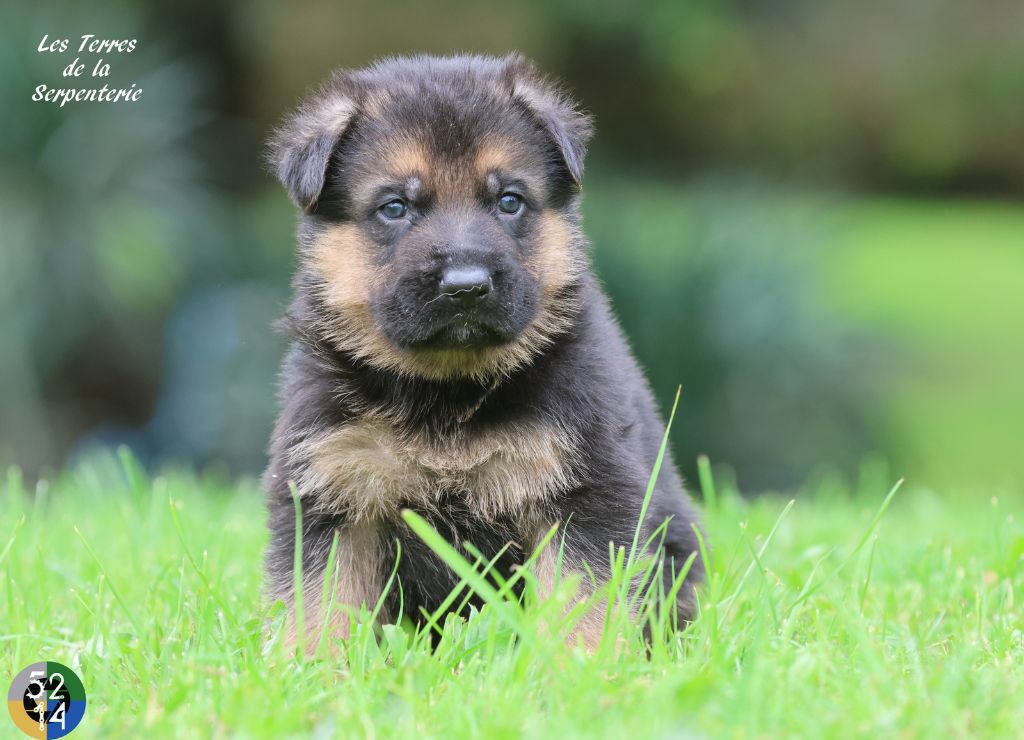 Des terres de la serpenterie - Chiot disponible  - Berger Allemand