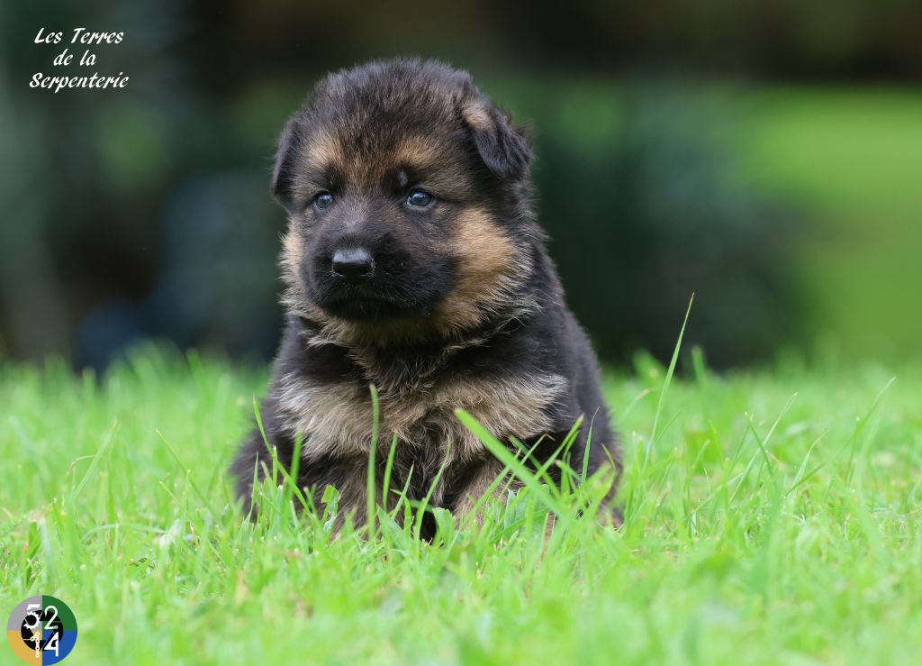 Des terres de la serpenterie - Chiot disponible  - Berger Allemand