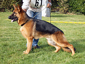 Des terres de la serpenterie - Crack champion NE 2007 Classe puppy