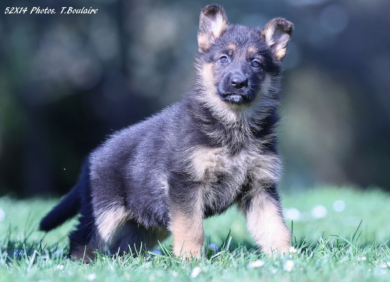 Des terres de la serpenterie - Chiots disponibles - Berger Allemand