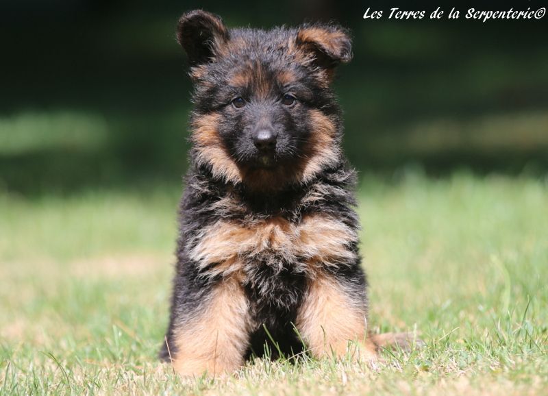 Des terres de la serpenterie - Chiots disponibles - Berger Allemand