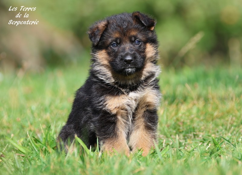 Des terres de la serpenterie - Chiots disponibles - Berger Allemand