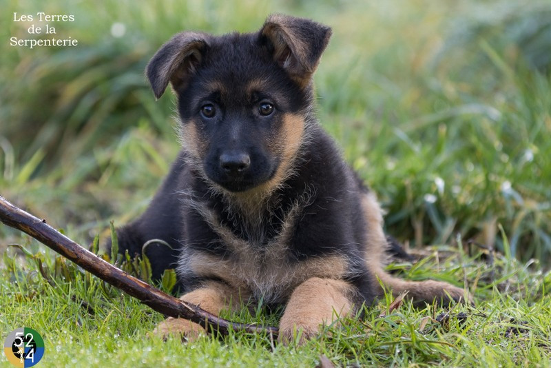 Des terres de la serpenterie - Chiots disponibles - Berger Allemand