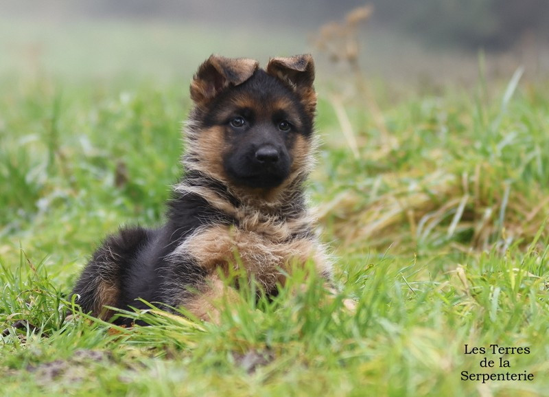 Des terres de la serpenterie - Chiots disponibles - Berger Allemand