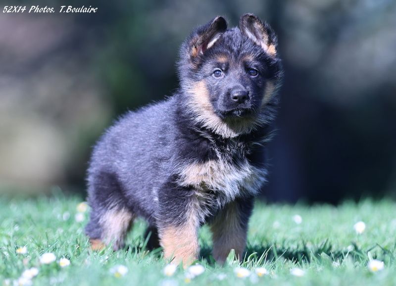 Des terres de la serpenterie - Chiots disponibles - Berger Allemand