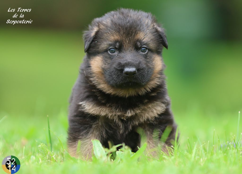 Des terres de la serpenterie - Chiots disponibles - Berger Allemand