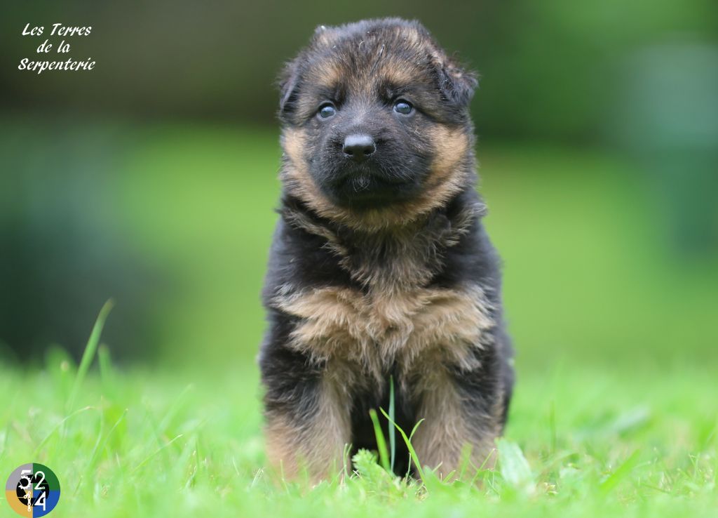 Des terres de la serpenterie - Chiots disponibles - Berger Allemand