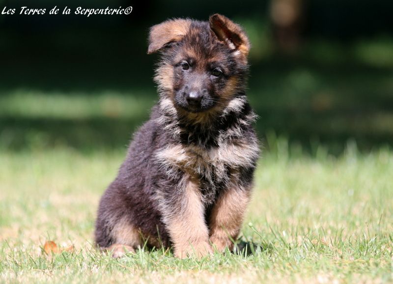 Des terres de la serpenterie - Chiots disponibles - Berger Allemand