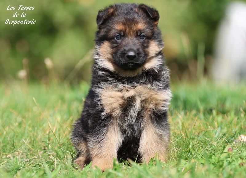 Des terres de la serpenterie - Chiots disponibles - Berger Allemand