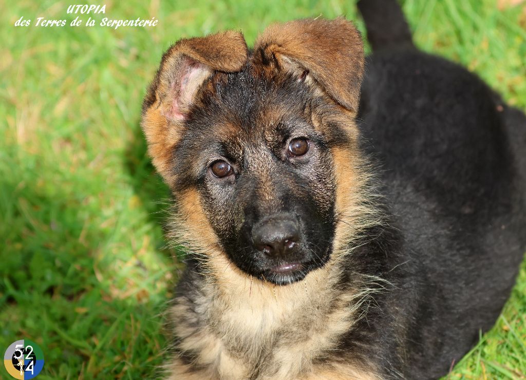 Des terres de la serpenterie - Chiots disponibles - Berger Allemand