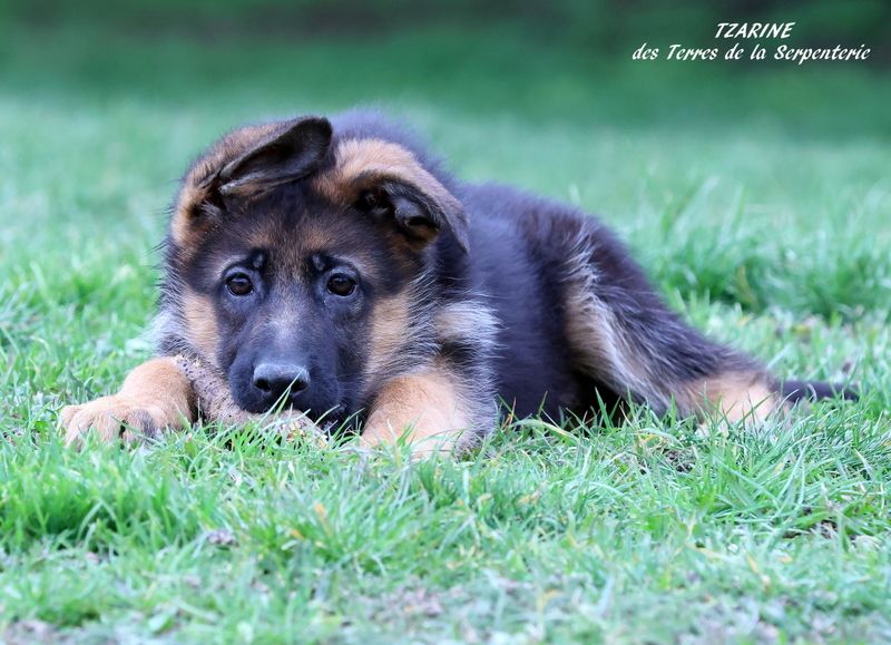 Des terres de la serpenterie - Chiots disponibles - Berger Allemand