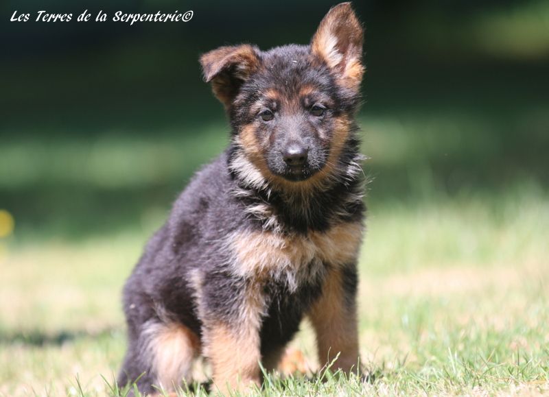 Des terres de la serpenterie - Chiots disponibles - Berger Allemand