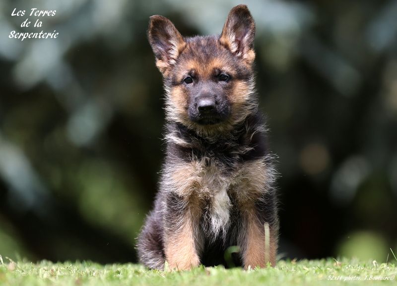 Des terres de la serpenterie - Chiots disponibles - Berger Allemand