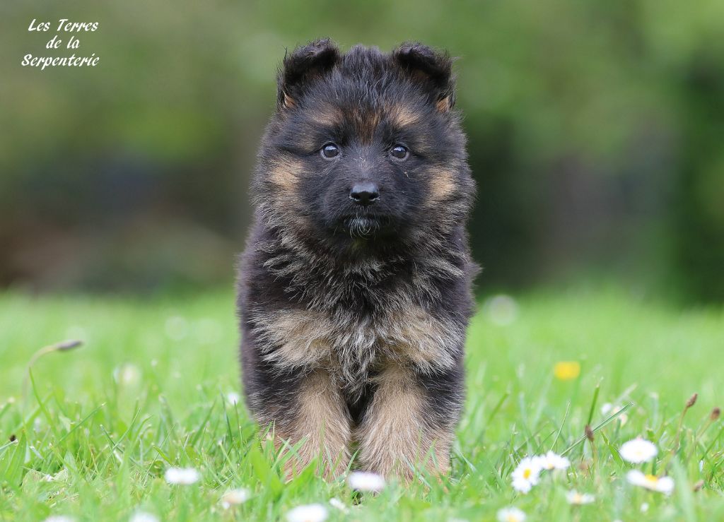 Des terres de la serpenterie - Chiots disponibles - Berger Allemand