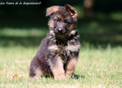 CHIOT 6