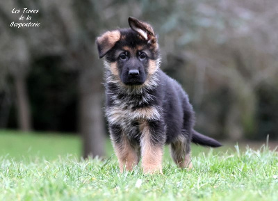 CHIOT 3