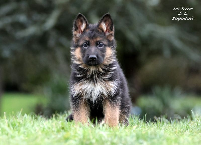 CHIOT 2