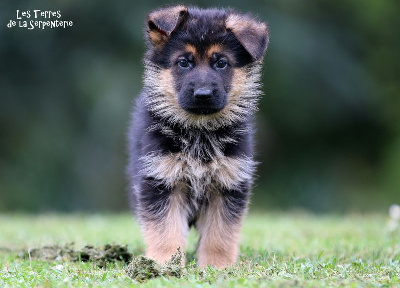 CHIOT 5