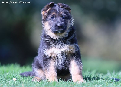 CHIOT 5