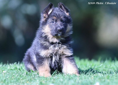 CHIOT 1