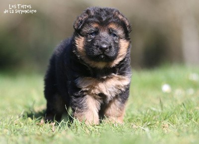 CHIOT 1