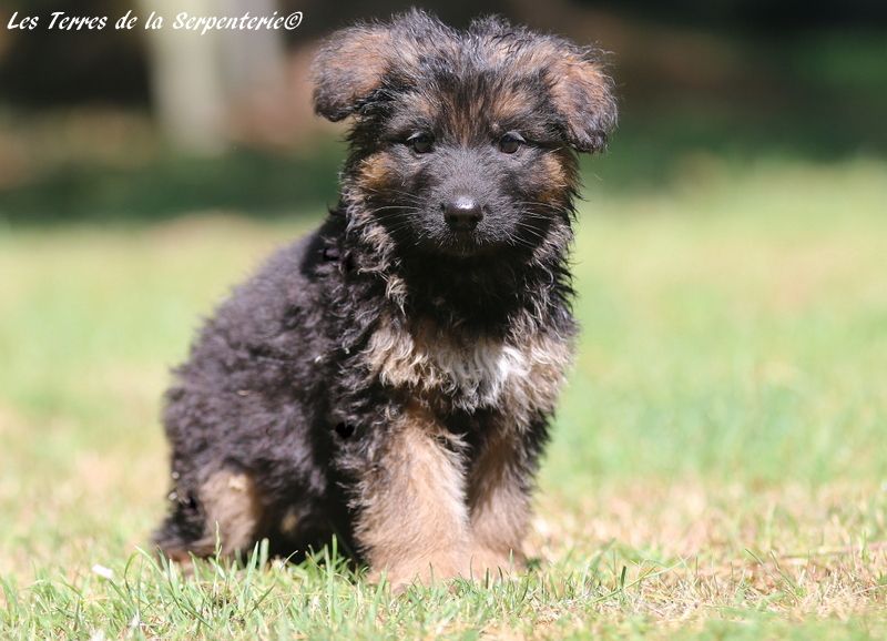 Des terres de la serpenterie - Chiots disponibles - Berger Allemand