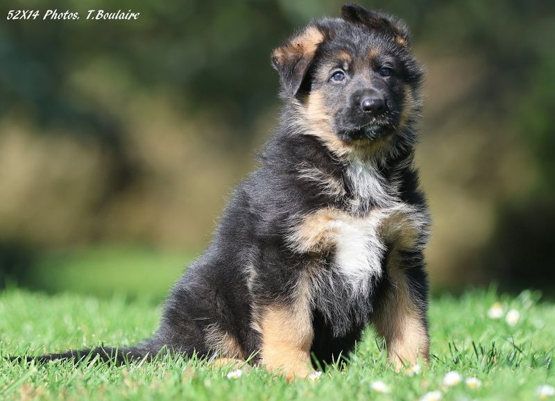 Des terres de la serpenterie - Chiots disponibles - Berger Allemand