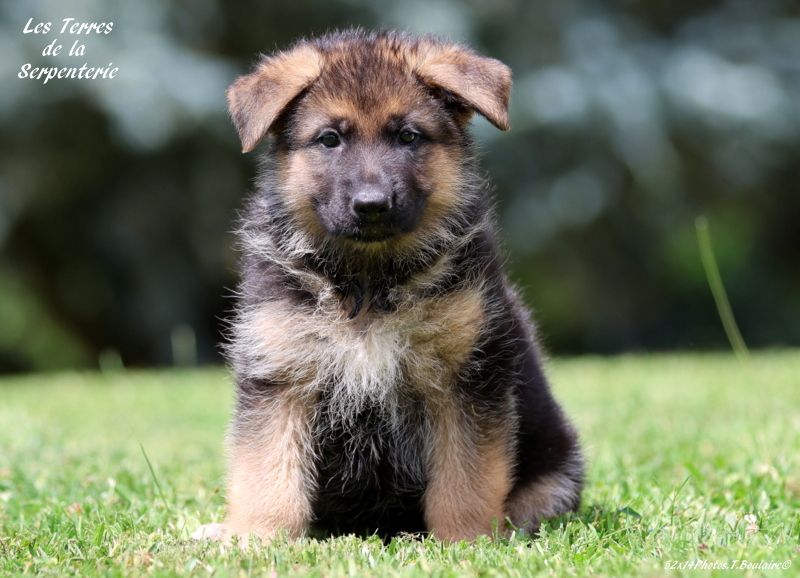 Des terres de la serpenterie - Chiots disponibles - Berger Allemand