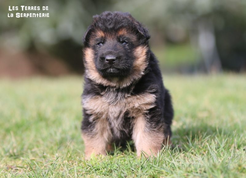 Des terres de la serpenterie - Chiots disponibles - Berger Allemand